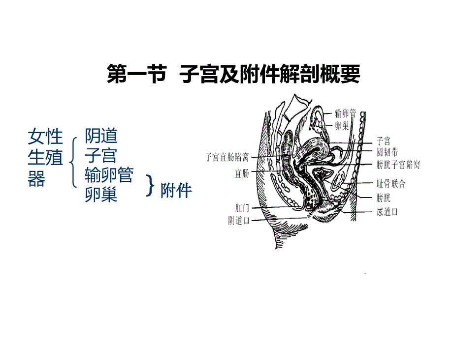 妇科超声基础课件_第1页