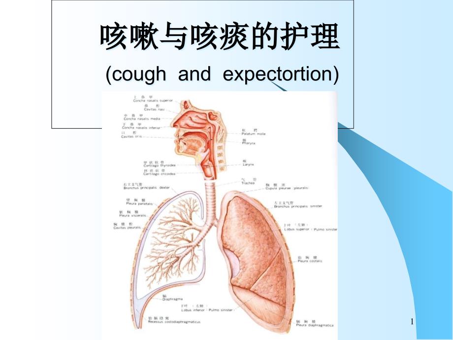 咳嗽与咳痰的护理课件_第1页