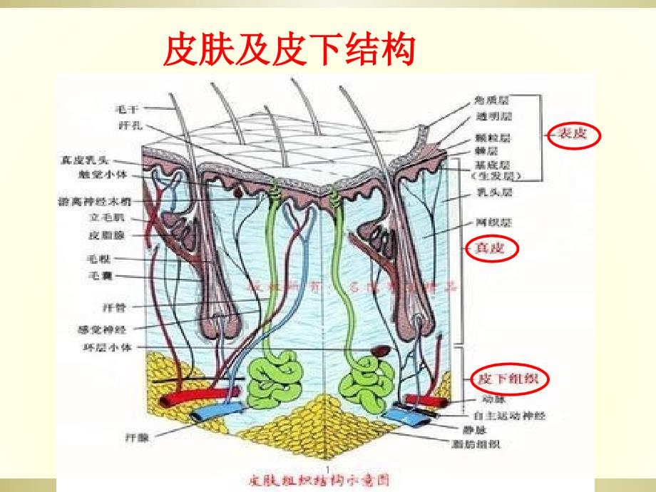 皮肤软组织感染课件_第1页