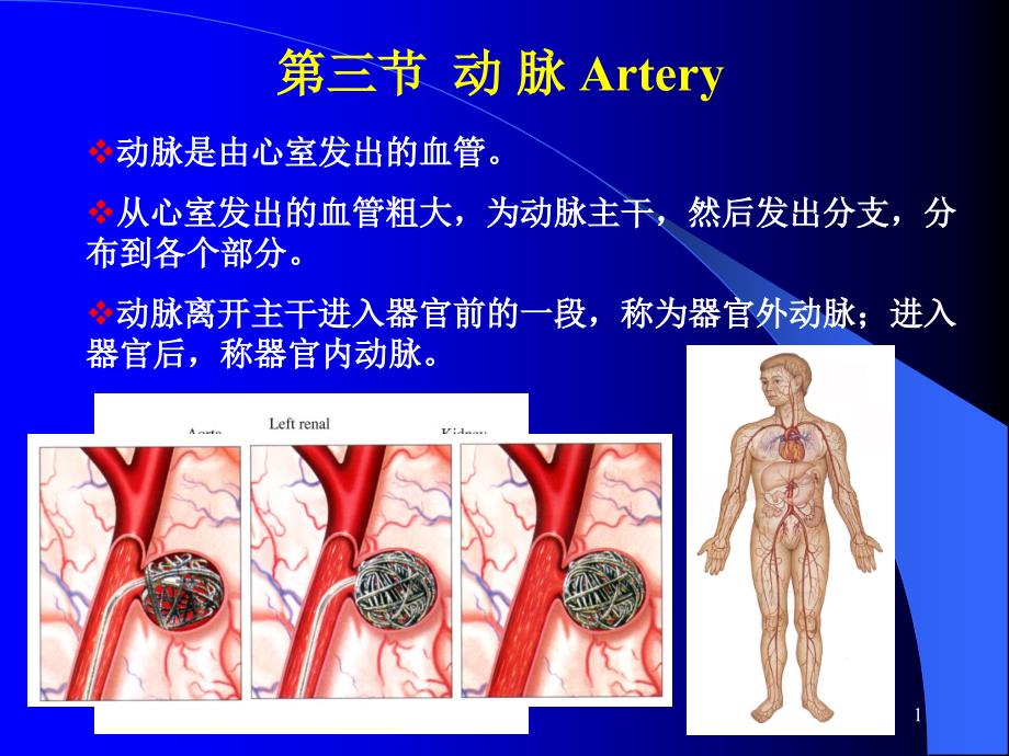 肺循环的动脉课件_第1页