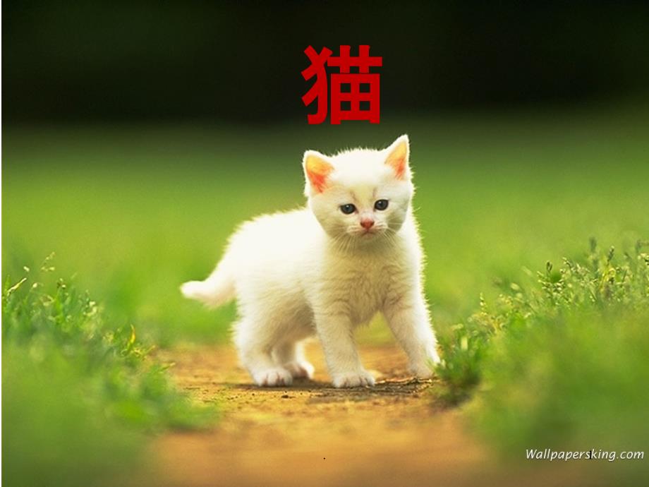 老舍《猫》课件_第1页