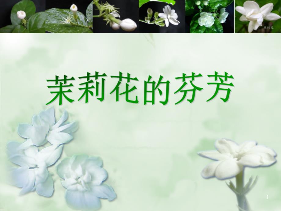 茉莉花欣赏课件_第1页