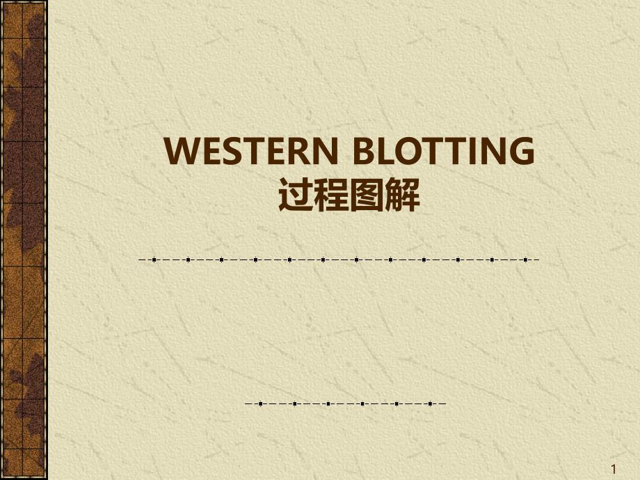 WESTERNBLOT操作步骤图课件_第1页