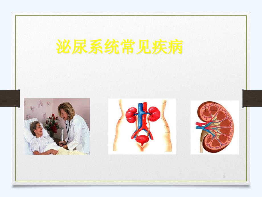 肾内科基础知识及识记重点课件_第1页