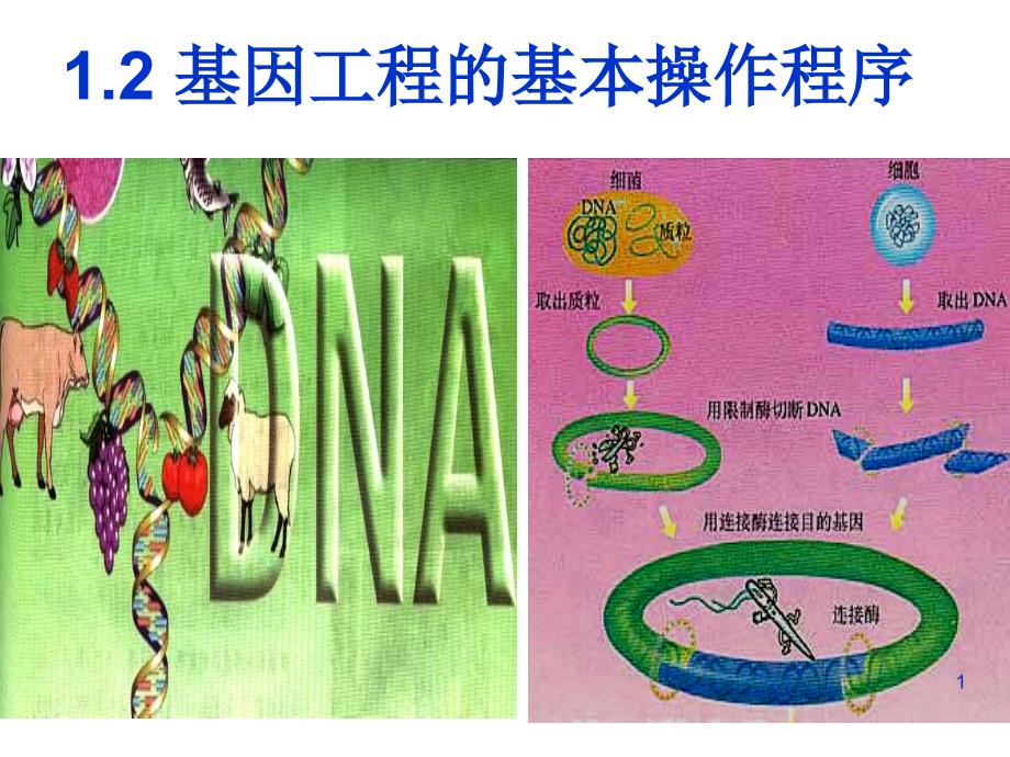 基因工程的基本操作程序--公开课--课件_第1页