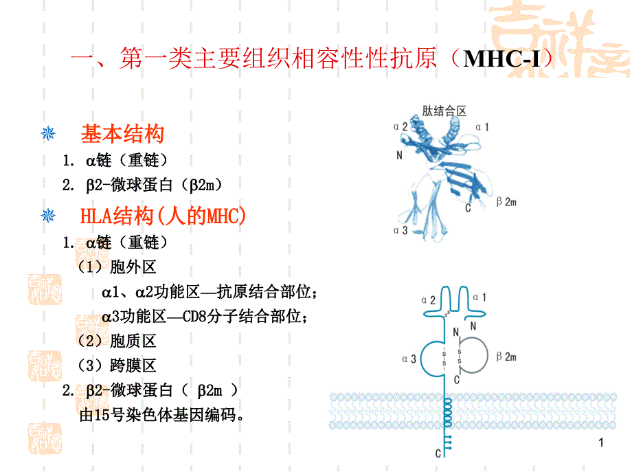 免疫学6生物技术课件_第1页