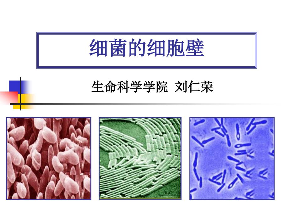 微生物的细胞壁结构课件_第1页