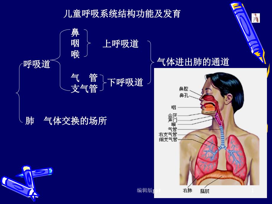 儿童呼吸系统结构功能及发育课件_第1页