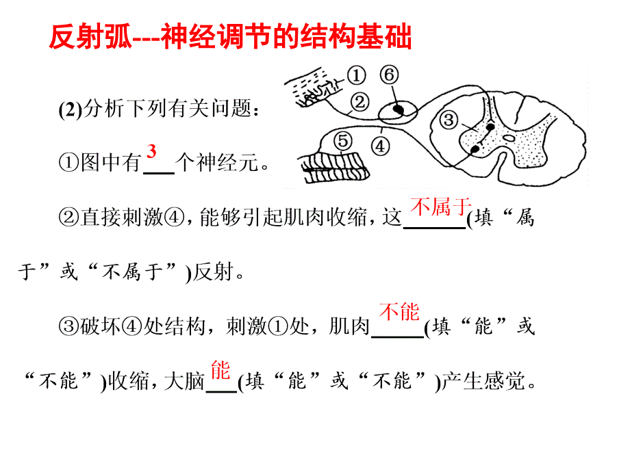 神经系统调节一轮复习资料_第1页