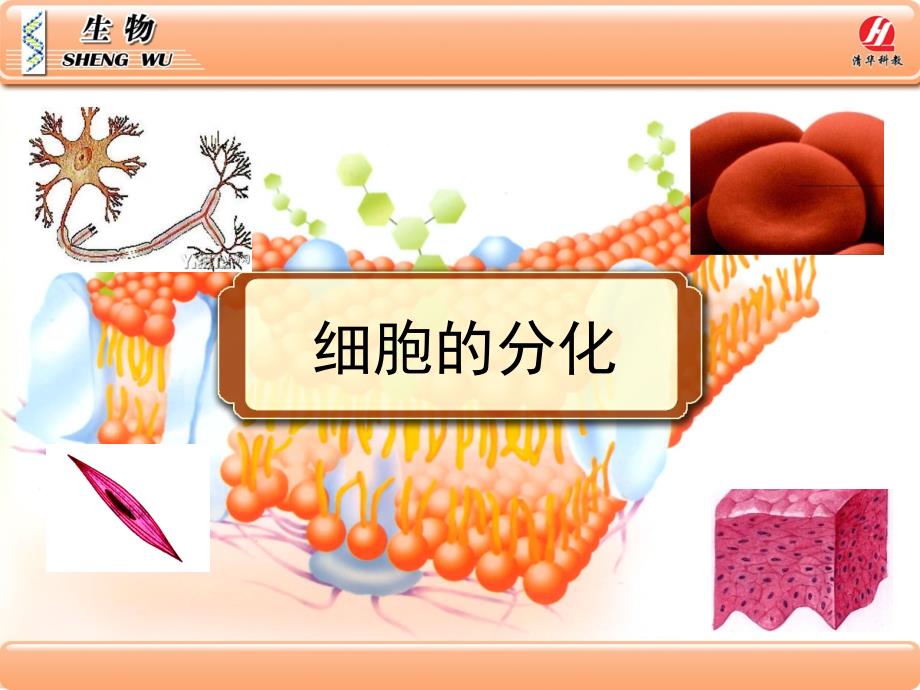 《细胞的分化》课件_第1页