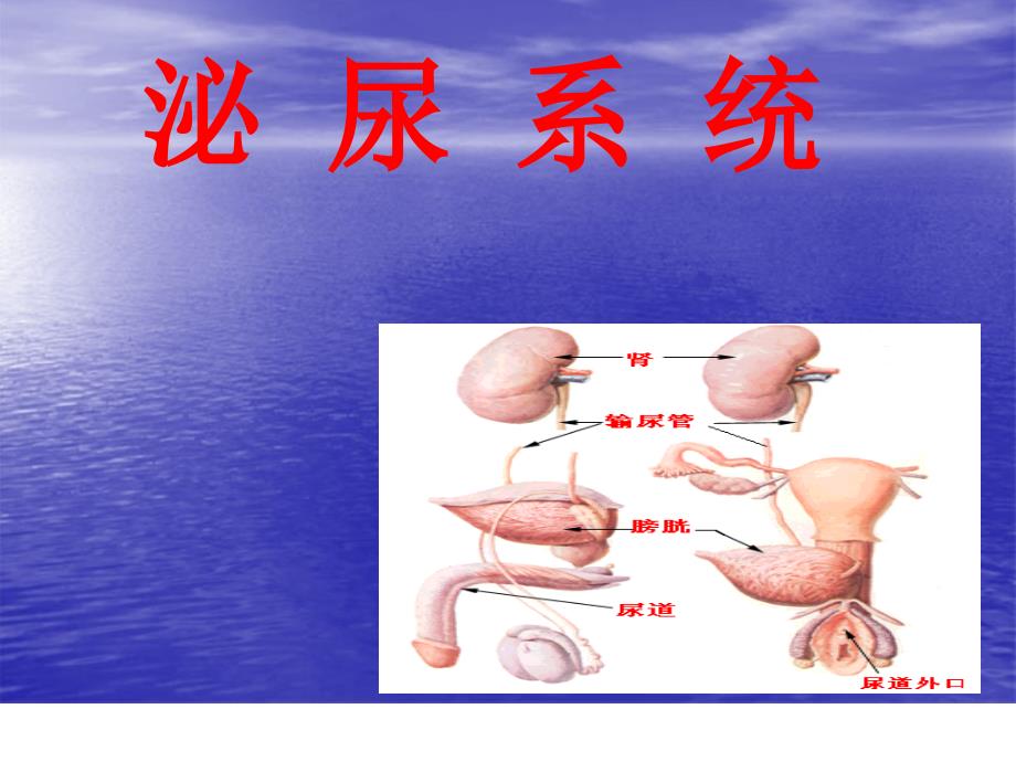 解剖泌尿系统_第1页