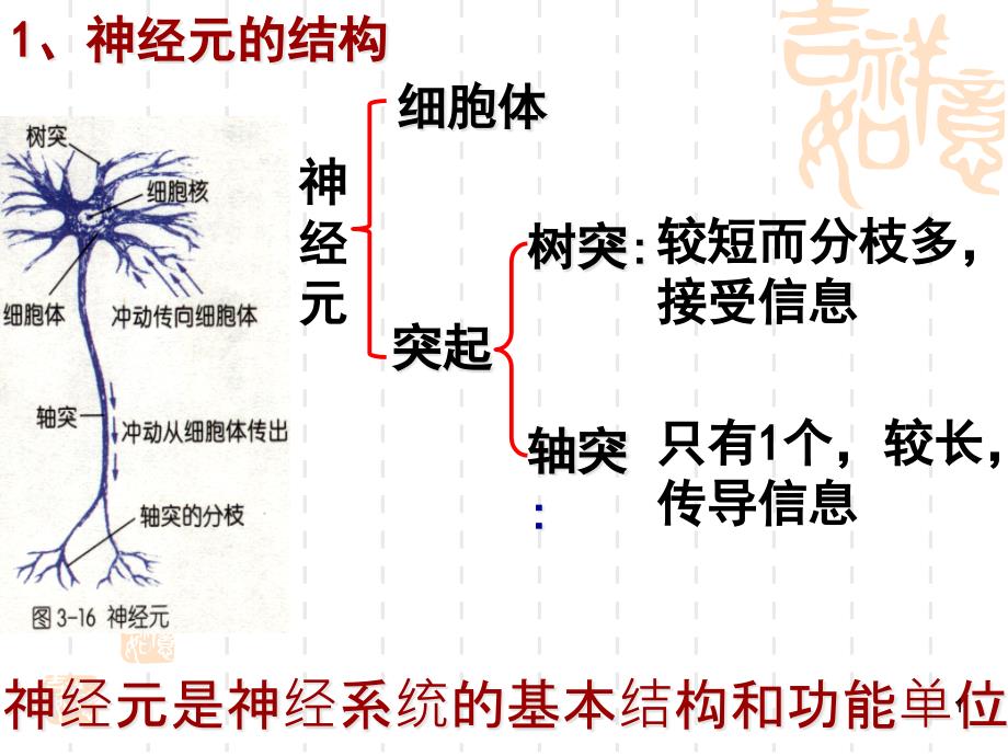 信息的处理——神经系统ppt-冀教版课件_第1页