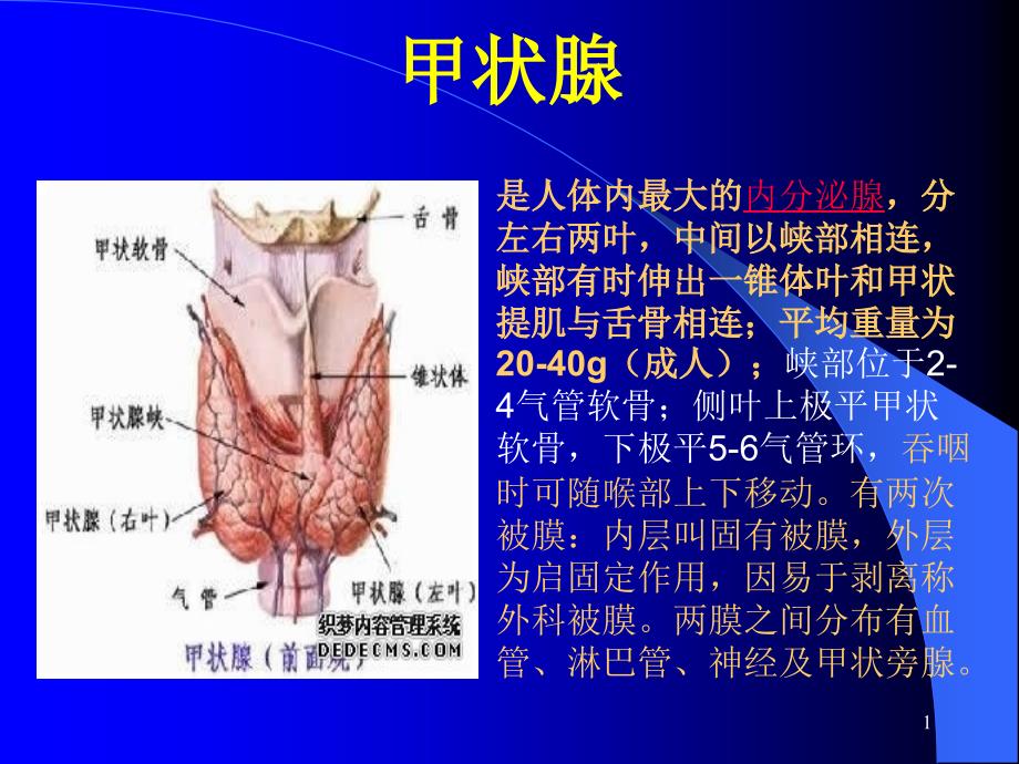 临床医学甲状腺疾病诊断与治疗课件_第1页