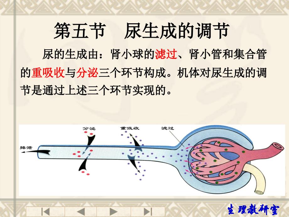 第八章-第五节--尿生成的调节课件_第1页