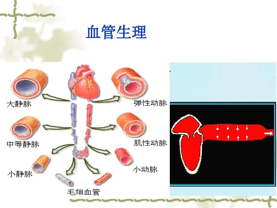 第三单元第二节--血管生理功能及心血管调节课件_第1页