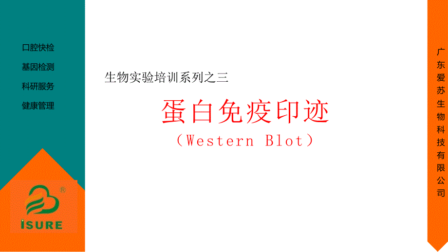 Westernblotting蛋白免疫印迹实验课件_第1页