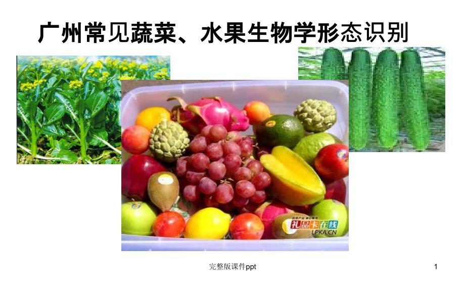 E5常见蔬菜水果生物学形态分类课件_第1页