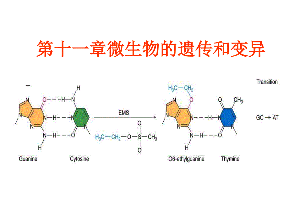 第十一章-微生物遗传与变异授课课件_第1页