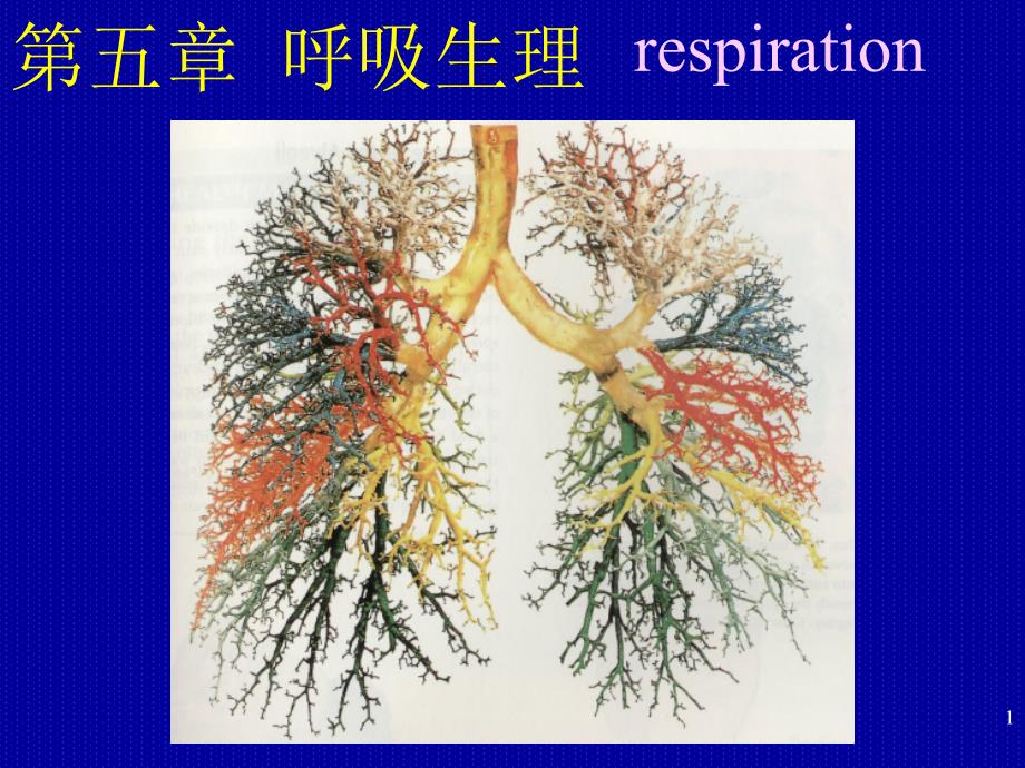 生理学双语ppt课件呼吸_第1页