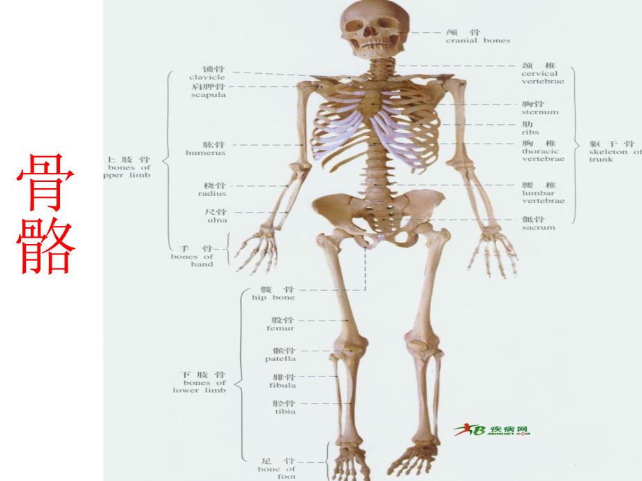 解剖学各系统构架_第1页