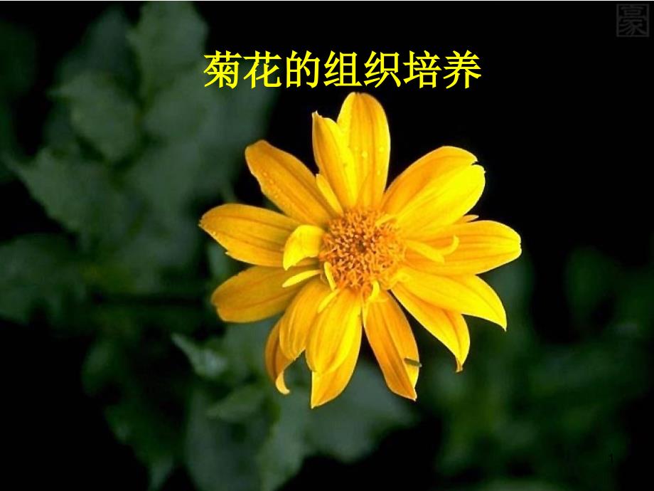 人教版高二生物选修一教学ppt课件《专题3课题1-菊花的组织培养》_第1页