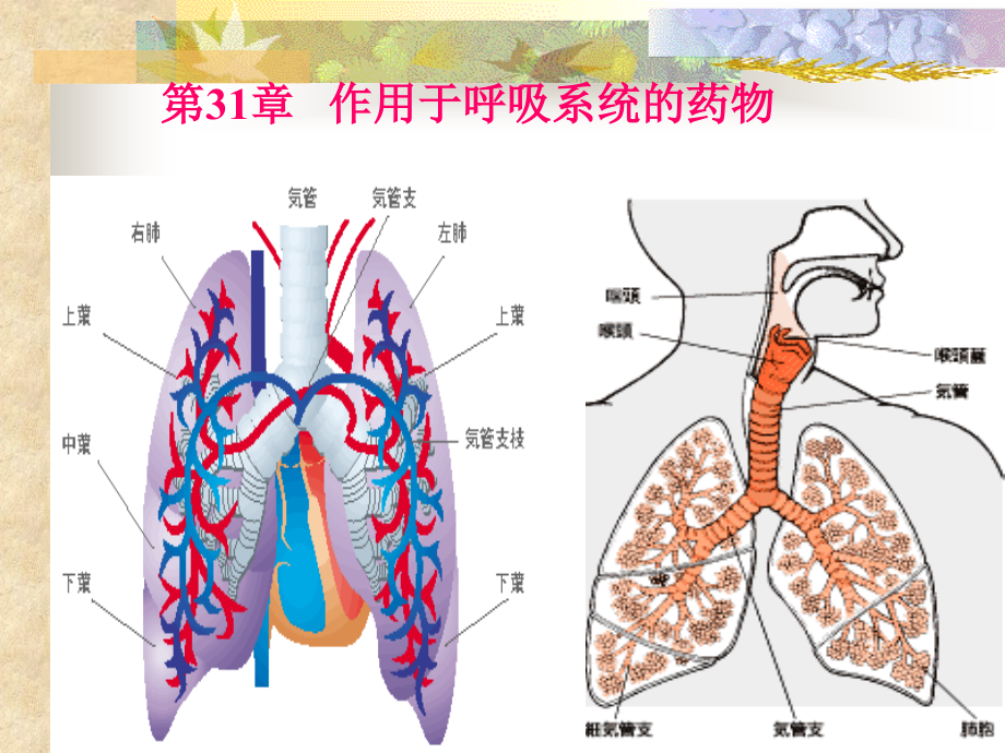 第31章 作用于呼吸系統(tǒng)的藥物_第1頁(yè)