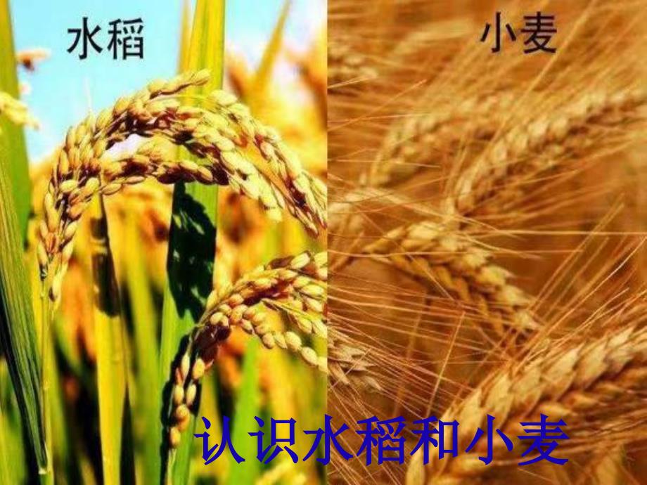 中班科学《认识水稻和小麦》_第1页