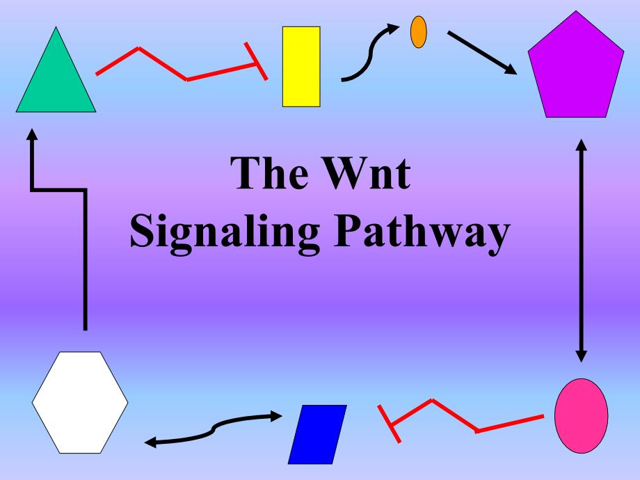 the wnt signaling pathway_第1頁(yè)