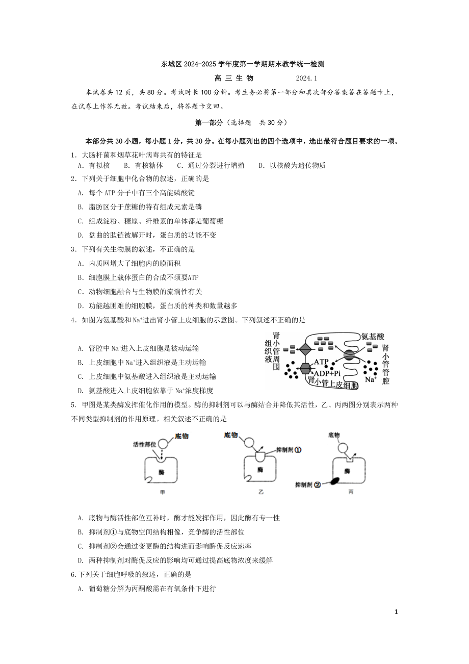 2024-2025--北京市东城区高三年级第一学期期末--生物试题及答案_第1页